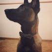 Loki, Pastor Belga Malinois