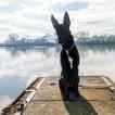 Rackham, Border Collie