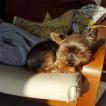 Java, Yorkshire Terrier