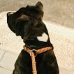 Nena, Staffordshire Bull Terrier