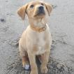 Arlo, Labrador Retriever