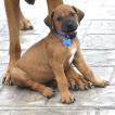 Blue, Rhodesian Ridgeback