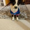 Ellie Mae, Pastor Australiano