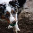 Woody, Australian Shepherd