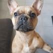 Psaya, Bulldog Francés