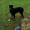 Paupiette, Beauceron