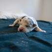 Witchcraft, Australian Shepherd