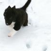 Lucie, Border Collie