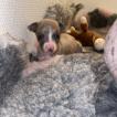 Synnfjells Adorable Arya, Whippet