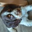 PACO, Springer spaniel inglés