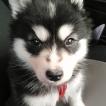 THOR, Alaskan Malamute