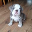Willow, Bulldog Inglese