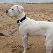 Phalco, Dogo Argentino