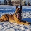 Syrus, Berger Malinois