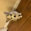 Rey, Husky Siberiano
