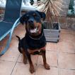 DOM, Rottweiler