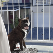 Dozer Gremlin Lourens, Staffordshire Bull Terrier