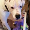 Pablo, Dogo Argentino