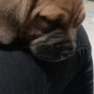 Pyrrah, Bullmastiff