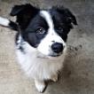 Zelda, Border Collie