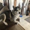 Loki, Husky Siberiano