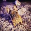 Harlow, Bulldog Francés