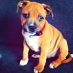 Jimy, Staffordshire Bull Terrier