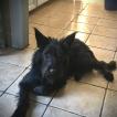 Phenris, Schnauzer Gigante
