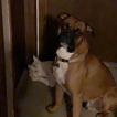 Tripp, Boxer