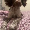 Milo, Cocker Spaniel Inglés
