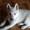 Pyuma, Husky Siberiano