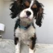 Frances Bean, Cavalier King Charles Spaniel