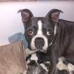 Nova, Boston Terrier