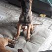 Slash, Berger Malinois