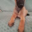 Sun, Berger Malinois