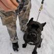 Duke, Cane Corso