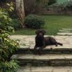 Ulaph "You Laugh" Yulaf, Labrador Retriever