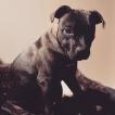 Leon, Staffordshire Bull Terrier