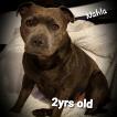 Nahla Blu, Staffordshire Bull Terrier