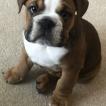 Derek, Bulldog