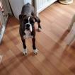 Titus, Boxer