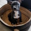 Lina, Staffordshire Bull Terrier