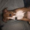 Athena, American Staffordshire Terrier