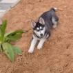 Liza, Husky Siberiano