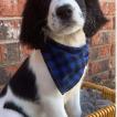 Oakley, Springer spaniel inglés