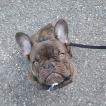 Pichu, Bulldog Francés