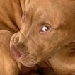 Twix, American staffordshire terrier