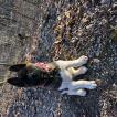 Kosmo Ko, Akita Japonés