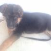 Laika, Perro Pastor Alemán