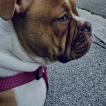 Rosa????????????, Bulldog americano